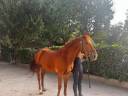 Vendita PONY di 6 anni sauro