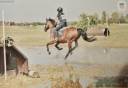 New Forest Pony da completo