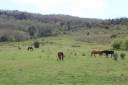 Alloggio equestre In vendita Aude