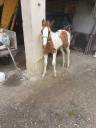 Puledro Cavallo da Sella In vendita 2023 Pezzato