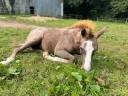 Puledro Altre Razze di Pony In vendita 2023 Sauro