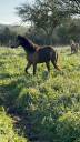 Intero Welsh Poney (Sezione B) In vendita 2021 Isabella ,  NORTHLIGHT CONCERTO, WB