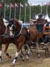 Castrone KWPN Cavallo da Sport Neerlandese In vendita 2014 Sauro