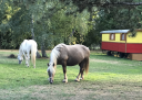 Proprietà equestre In vendita Charente-Maritime