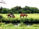 Proprietà equestre In vendita 