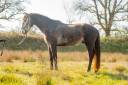 Puledro Lusitano In vendita 2022 Grigio ,  QUIEFE HP
