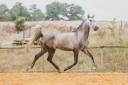 Puledro Lusitano In vendita 2022 Grigio ,  QUIEFE HP