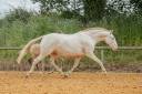 Fattrice Lusitano In vendita 2017 Crema ,  Orador QL