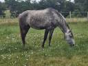 Puledra Lusitano In vendita 2021 Grigio