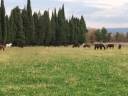 Proprietà equestre In vendita Bouches-du-Rhône