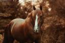 Discreto MP - PRE Andaluso 2011