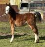 Puledro PFS Pony Francese da Sella In vendita 2023 Baio