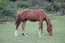 Puledro sBs Cavallo da Sport Belgio In vendita 2024 Sauro ,  PEGASE VAN'T RUYTERSHOF