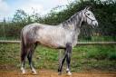 Cavalla Lusitano In vendita 2020 Grigio