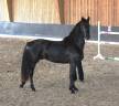 Stallone Arabo Frisone In vendita 2022 Nero ,  Maïko DLB Classic Innovation