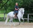 Castrone Lusitano In vendita 2018 Grigio ,  ZEUS