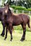 Puledra PFS Pony Francese da Sella In vendita 2024 Isabella ,  Izar de la Fosse