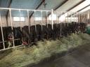 Puledra Mérens In vendita 2024 Nero