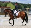 Intero Lusitano In vendita 2018 Baio ,  Bailarico da Broa