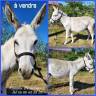 Asno Miniature In vendita 2020 Bianco