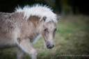 Puledro Shetland In vendita 2024 Sauro