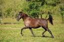 Cavalla PRE Andaluso In vendita 2022 Sauro brulé ,  HER ARAN II