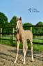 Puledra Oldenburger In vendita 2024 Palomino ,  Qaside MD