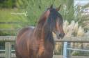 Castrone PRE Andaluso In vendita 2019 Baio