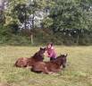 Haras de Cafeny 
