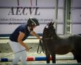 Puledro Welsh Part Bred In vendita 2022 Roano