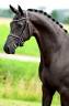 Cavalla KWPN Cavallo da Sport Neerlandese In vendita 2016 Nero ,  MORRICONE