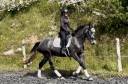 Cavalla KWPN Cavallo da Sport Neerlandese In vendita 2021 Grigio ,  grappa
