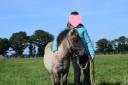 Puledro Shetland In vendita 2024 Grullo ,  EXKI DE LA MERLETIERE