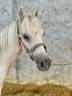 Puledro Welsh Part Bred In vendita 2023 Palomino ,  itak de l'ourea
