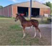 Puledro sBs Cavallo da Sport Belgio In vendita 2025 Baio ,  Pifte van het houtemhof