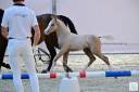 Puledro Welsh Part Bred In vendita 2024 Palomino