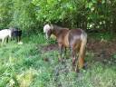 Intero Rocky Mountain In vendita 2021 Altro colore ,  Squirrel's Lucky Larry