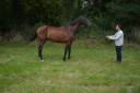 Castrone Trottatore Francese In vendita 2019 Baio