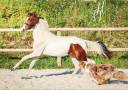 Puledra KWPN Cavallo da Sport Neerlandese In vendita 2023 Tobiano ,  FOR FERRERO
