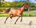 Puledra AES Anglo European Studbook In vendita 2022 Baio ,  VITALIS
