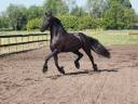 Cavalla Frisone In vendita 2014 Nero ,  BEART 411