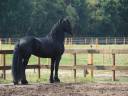 Castrone Frisone In vendita 2014 Nero ,  Thorben 466