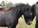 Castrone Dartmoor In vendita 2023 Baio scuro