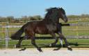 Puledra Frisone In vendita 2023 Nero ,  JEHANNES 484 sport elite AAA
