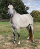Fattrice Lusitano In vendita 2020 Grigio ,  JEDI D'ESCOLINA