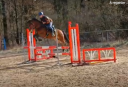 Intero PFS Pony Francese da Sella In vendita 2021 Baio ,  Very star kerveyer