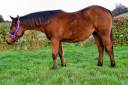 Puledra Quarter Horse In vendita 2023 Baio ,  SILVER ONEX WOOD (USA)