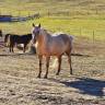 Cavalla Quarter Horse In vendita 2018 Palomino