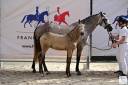 Cavalla CDF - Cavallo da dressage francese In vendita 2024 Isabella ,  Majestic de Massa 