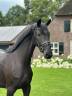 Cavalla KWPN Cavallo da Sport Neerlandese In vendita 2021 Nero ,  FURST DIOR